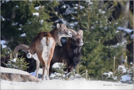 <p>MUFLON (Ovis musimon) Šluknovsko - Harta /Mouflon - Mufflon/</p>